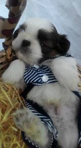 FILHOTES  DE SHIH-TZU 