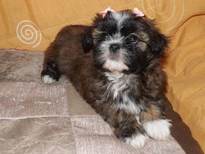 lhasa apso fmea