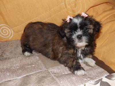 lhasa apso fmea