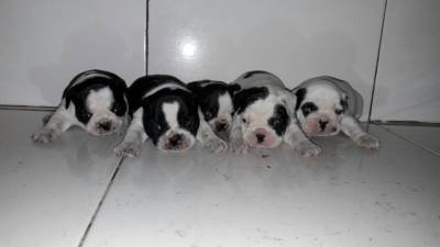 Bulldog Francs para reserva