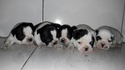 Bulldog Francs para reserva