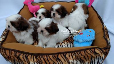 LINDOS BEBEZINHOS DA RAA SHIH-TZU VENHA BUSCAR