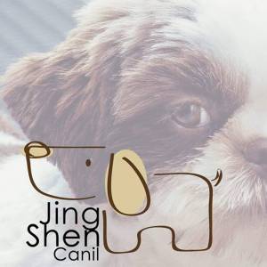 SHIH-TZU PARA O NATAL A PRONTA ENTREGA VENHA VER