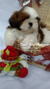 SHIH-TZU PARA O NATAL A PRONTA ENTREGA VENHA VER