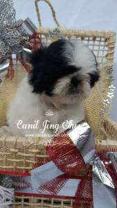 SHIH-TZU PARA O NATAL A PRONTA ENTREGA VENHA VER