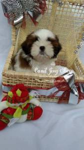 SHIH-TZU PARA O NATAL A PRONTA ENTREGA VENHA VER