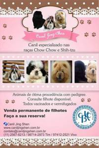 SHIH-TZU ENCANTADORES VENHA VER