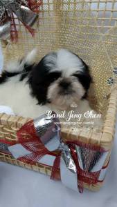 SHIH-TZU ENCANTADORES VENHA VER