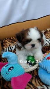 SHIH-TZU ENCANTADORES VENHA VER