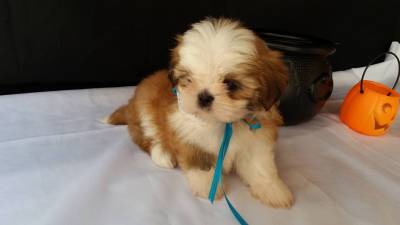 LINDOS BEBEZINHOS DA RAA SHIH-TZU PRONTA ENTREGA