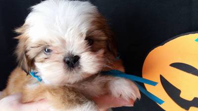 LINDOS BEBEZINHOS DA RAA SHIH-TZU PRONTA ENTREGA