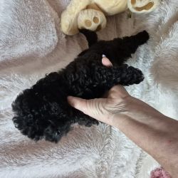 Caniche Toy POODLE OU CANICHE MACHO NEGRO CRIADORA REGISTADA NA DGAV    