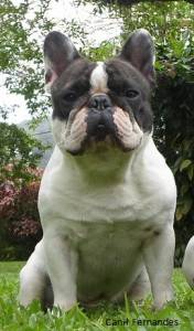 Ultimo filhote Bulldog Francs - Padrao da raa