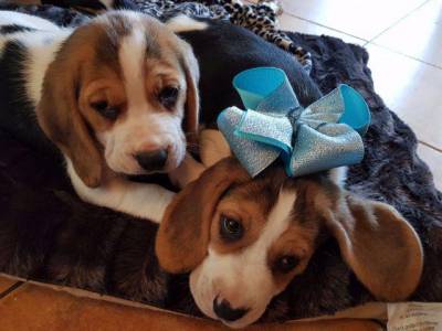 Beagle Puro com Garantias Vacinado Vermifugado e com Pedigree