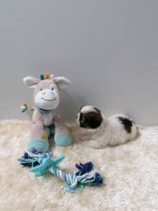 Shih-Tzu Miniatura