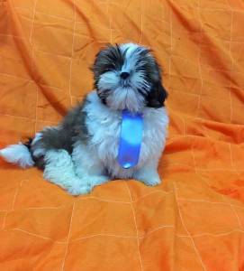 SHIH TZU SO PAULO