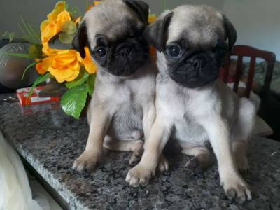 pugs com pedigree