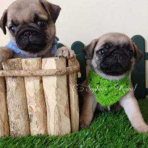 pugs com pedigree