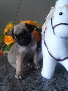 pugs com pedigree