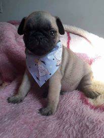 pugs com pedigree