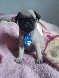 pugs com pedigree