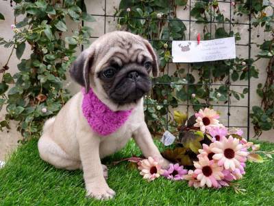 pugs com pedigree