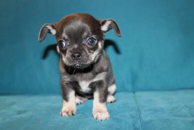 Cachorros de Chihuahua de cor azul com LOP