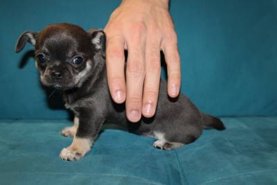 Cachorros de Chihuahua de cor azul com LOP