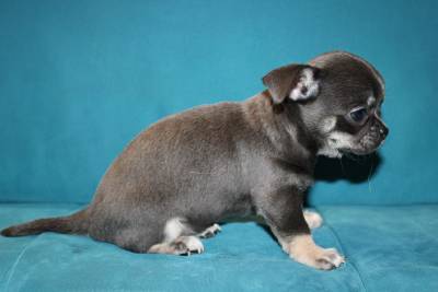 Cachorros de Chihuahua de cor azul com LOP