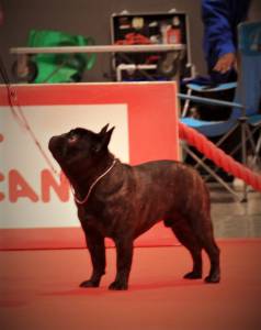 Bouledogue Francs Macho disponvel para Montas