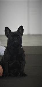 Bouledogue Francs Macho disponvel para Montas