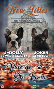 Bouledogue Francs Macho disponvel para Montas