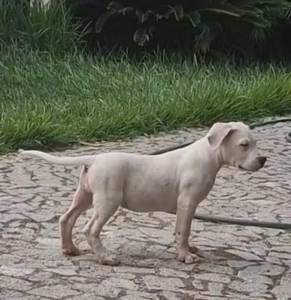 Dogos Argentinos