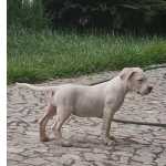 Dogue Argentino Dogos Argentinos