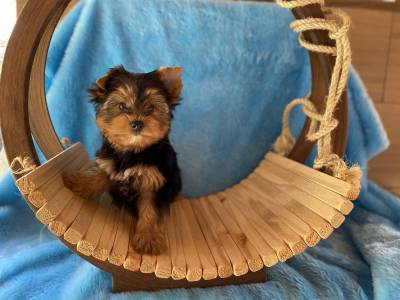 Filhote macho yorkshire terrier