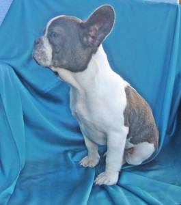 Bulldog francs Azul