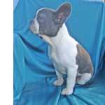 Bulldog Francs Bulldog francs Azul Santarm Cartaxo