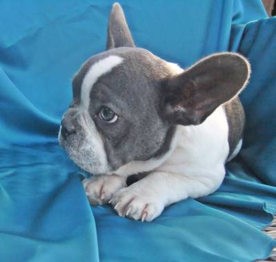 Bulldog francs Azul