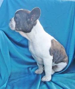 Bulldog francs Azul