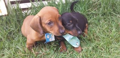 BASSET MINI TECKEL PRESENTÃO PRESENTÃO ENTREGO HOJE CHAMA NO ZAP