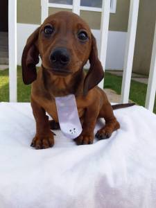 Basset Mini salsicha Dachshund ou teckel Cofap só machos BAIXEI o preço parc Dez x entrego hoje
