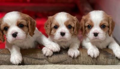 Cavalier King Charles Spaniel blenheim