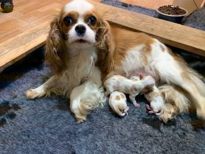 Cavalier King Charles Spaniel blenheim