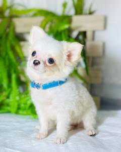 CHIHUAHUA PELO LONGO BRANCO