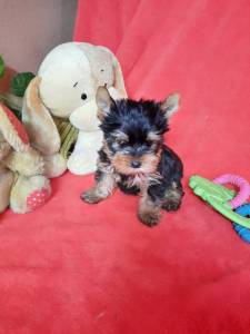 YORKSHIRE TERRIER FMEA SUPER MINIATURA COM PEDIGREE CRIADORA REGISTADA NA DGAV 