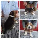 Beagle Beagle de QUALIDADE SUPERIOR Leiria Leiria