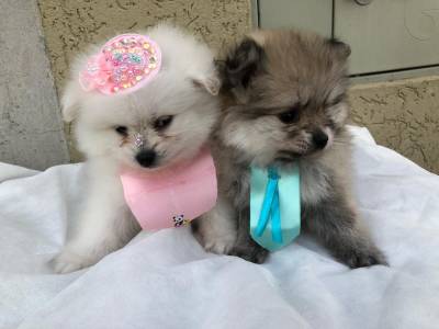 SPITZ ALEMÃO ANÃO LULU LINDOS MACHOS E FÊMEAS ENTREGO HOJE CHAMA NO ZAP