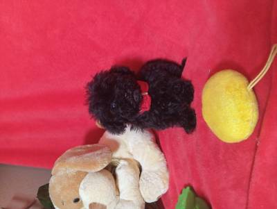 POODLE MINI TOY PRETO CRIADORA REGISTADA NA DGV