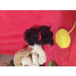 Caniche Toy POODLE MINI TOY PRETO CRIADORA REGISTADA NA DGV