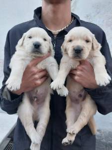 Filhotes Golden retriever padro show pedigree e garantia